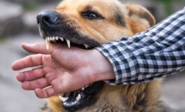 Understanding Statute of Limitations and Injuries from Dog Bites in Auburn